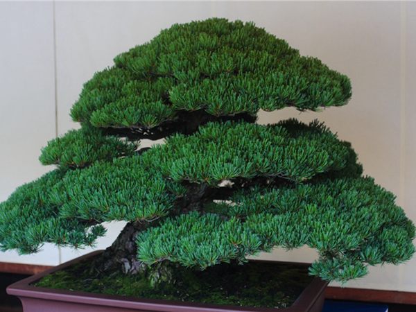 有著百變造型之王的五針?biāo)墒窃鯓訜挸傻?/><br/></div><p><strong>盆景的養(yǎng)護(hù)</strong><br/>(1）澆水<br/>盆土表面見干即澆透水。五針?biāo)上财赏粒膳柰灵L濕不干。喜葉水，可常噴葉水。五針?biāo)上矟駶櫩諝?，夏、秋天氣干燥時，要進(jìn)行地面噴水，以增加小環(huán)境的空氣濕度。<br/>(z）施肥<br/>五針?biāo)刹幌泊蠓?、濃肥，施肥過多易傷根。在缺肥控水的情況下，可促其長成蒼老的姿態(tài)?？稍?-5月和9-11月，每月施淡肥水一次，6-8月不宜施肥。對幼樹可多施春肥，以加快生長，對成樹可在秋季多施一些肥，以利保型和越冬需要。<br/>(3）修剪<br/>五針?biāo)尚藜糁饕钦?，控制生長，保持樹形美觀。一般在每年3-4月間，新芽伸長而未成針前，可視情況摘掉部分芽。如頂芽過密，長勢旺盛可以多摘，反之少摘，摘芽宜在晴天進(jìn)行，傷口易愈合。此外還要根據(jù)樹形美的需要來考慮適度修剪，剪去過密枝、弱枝、枯枝以及多余枝條。枝條剪除宜在秋后進(jìn)行，為防止傷口流脂，應(yīng)及時用蠟封口為好。<br/>(4)病蟲害防治<br/>五針?biāo)沙Ｒ娙~銹病、根腐病、煤污病，介殼蟲、蚜蟲、紅蜘蛛等為害，可于冬季噴灑30倍石硫合劑或用農(nóng)藥予以防治。同時要注意通氣透光，盆土不宜過濕，以利于防治病蟲害。<br/></p>
      </div>



      
    </article>
  </main>

</div>
<footer id=