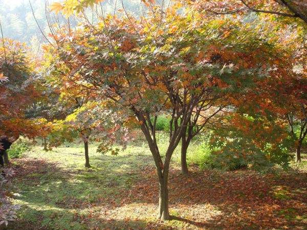 紅楓作衫，白楊為裙，美的傾國(guó)傾城！