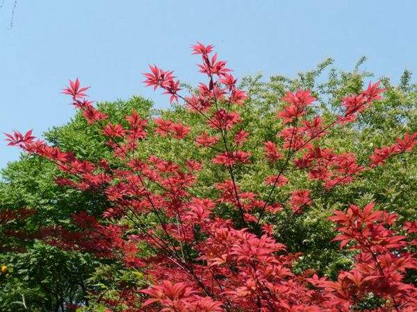 紅楓作衫，白楊為裙，美的傾國(guó)傾城！