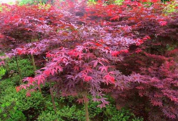 紅楓作衫，白楊為裙，美的傾國(guó)傾城！