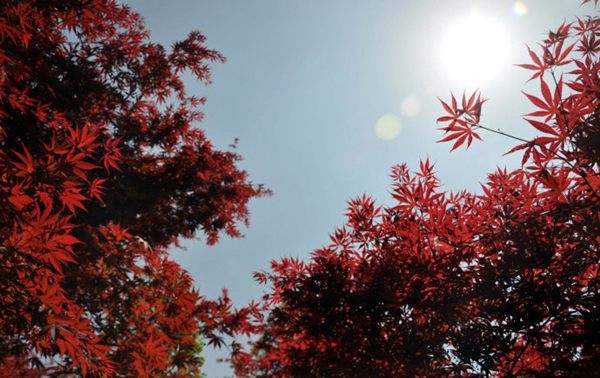 紅楓作衫，白楊為裙，美的傾國(guó)傾城！