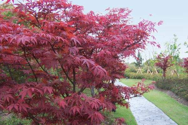 紅楓作衫，白楊為裙，美的傾國(guó)傾城！