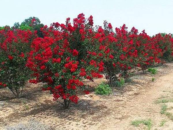 專家告訴你，市場上紫薇花樹價(jià)格是多少？