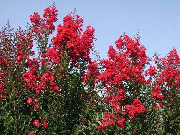 專家告訴你，市場上紫薇花樹價(jià)格是多少？