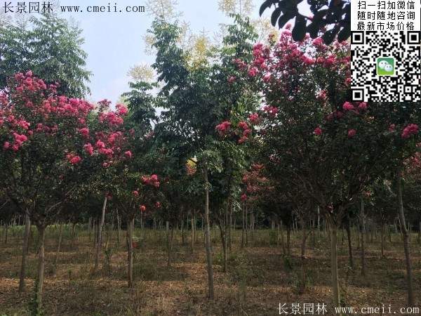 專家告訴你，市場上紫薇花樹價(jià)格是多少？