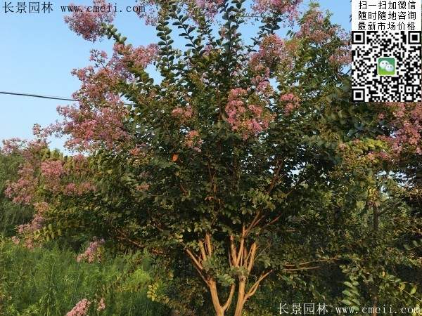 專家告訴你，市場上紫薇花樹價(jià)格是多少？