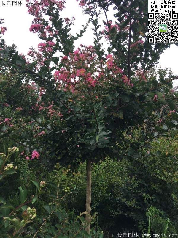 專家告訴你，市場上紫薇花樹價(jià)格是多少？