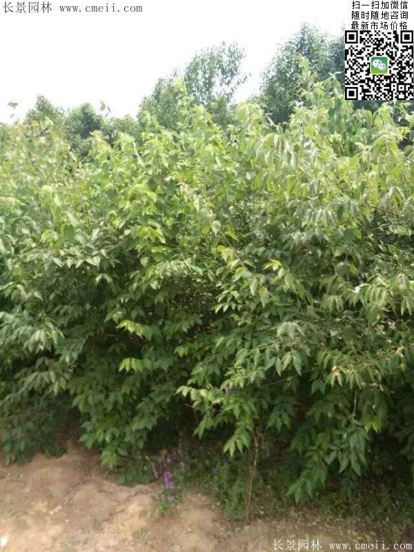 金銀木只要看一眼就迷上了,不信你就看看 金銀木只要看一眼就迷上了,不信你就看看