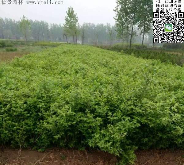 金銀木小苗 金銀木小苗