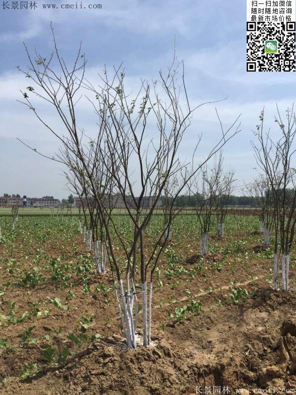 大規(guī)格櫸樹(shù)