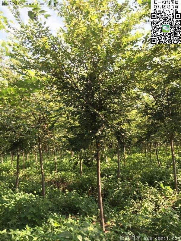 沭陽櫸樹 沭陽櫸樹