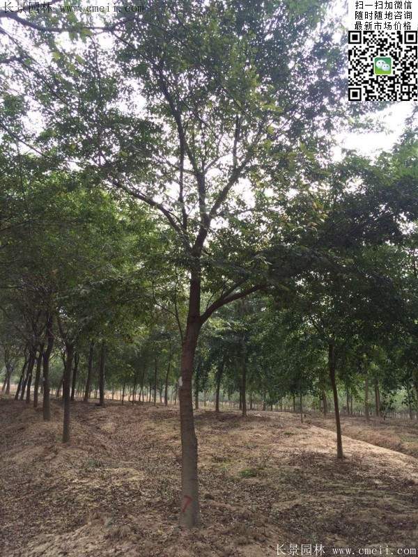 沭陽(yáng)櫸樹基地照 沭陽(yáng)櫸樹基地照