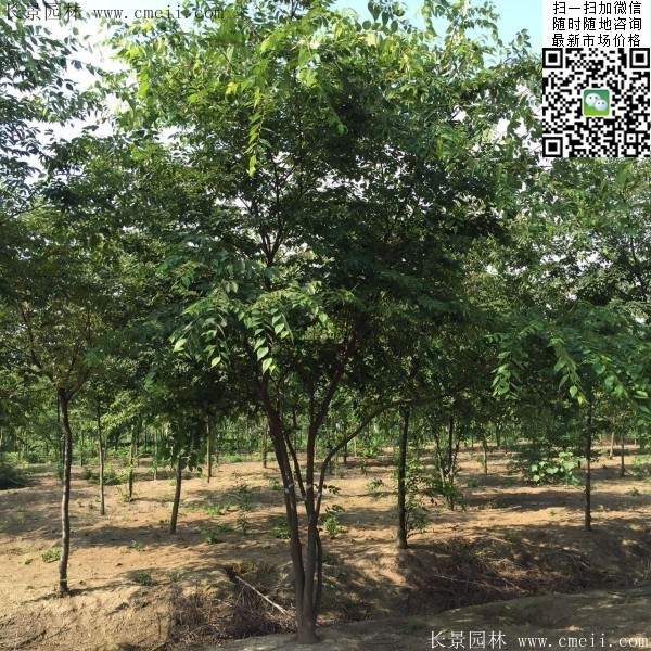 沭陽(yáng)櫸樹基地照 沭陽(yáng)櫸樹基地照