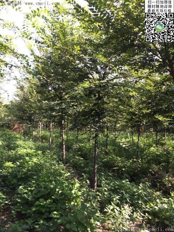 沭陽(yáng)櫸樹基地照 沭陽(yáng)櫸樹基地照