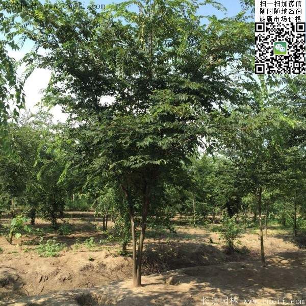 沭陽(yáng)櫸樹基地照 沭陽(yáng)櫸樹基地照