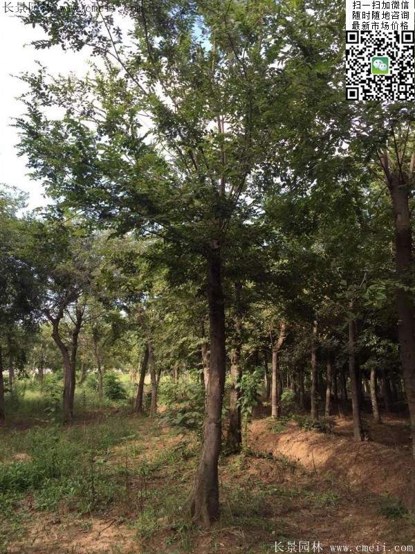 沭陽(yáng)櫸樹基地照 沭陽(yáng)櫸樹基地照