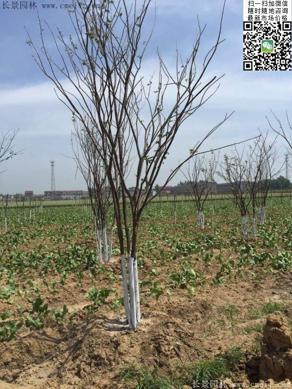 沭陽(yáng)櫸樹基地照 沭陽(yáng)櫸樹基地照