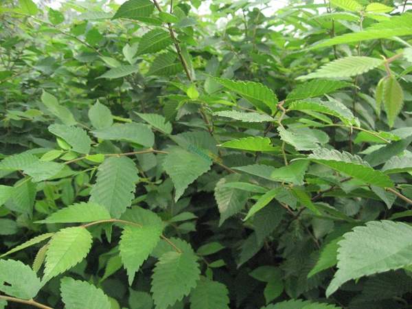 櫸樹前景 櫸樹前景