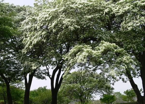 沭陽(yáng)流蘇樹(shù)的價(jià)格