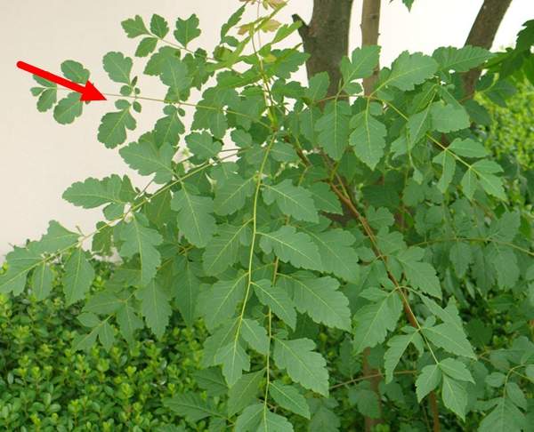 復(fù)羽葉欒樹 復(fù)羽葉欒樹