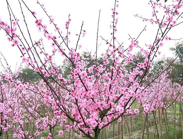 江蘇美人梅 江蘇美人梅