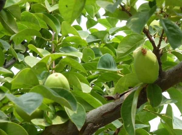 低價(jià)木瓜樹(shù) 低價(jià)木瓜樹(shù)