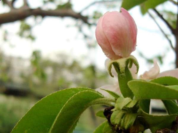 低價(jià)木瓜樹(shù) 低價(jià)木瓜樹(shù)