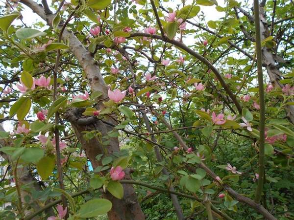 低價(jià)木瓜樹(shù) 低價(jià)木瓜樹(shù)