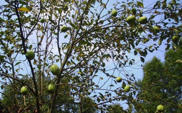 低價(jià)木瓜樹(shù) 低價(jià)木瓜樹(shù)