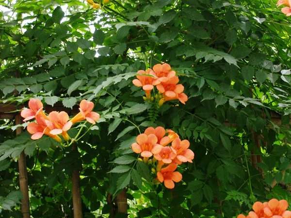 凌霄花、葉