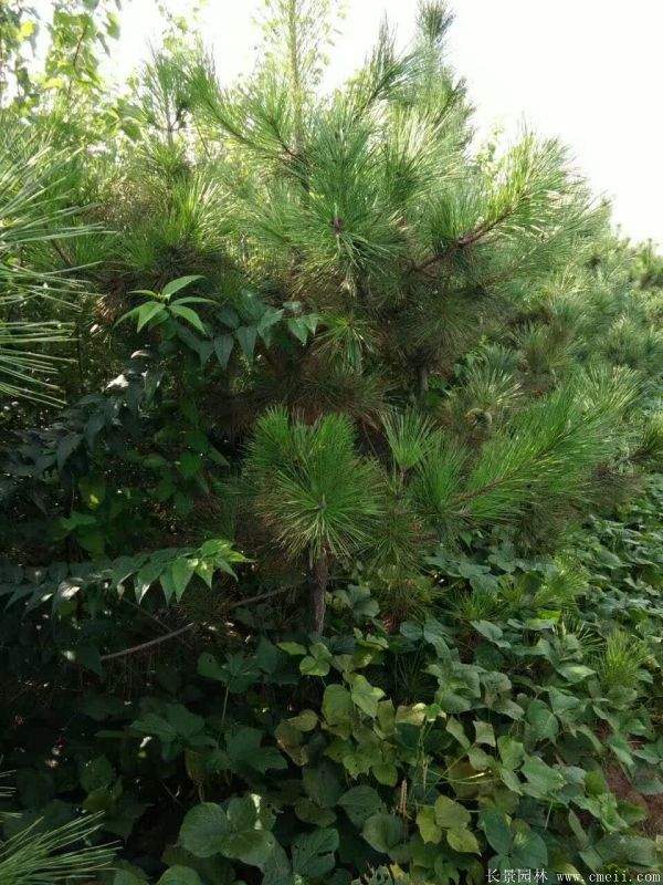 沭陽精品黑松 沭陽精品黑松