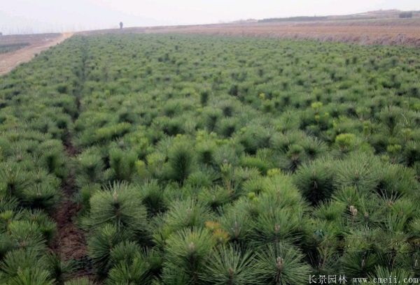 沭陽(yáng)黑松 沭陽(yáng)黑松