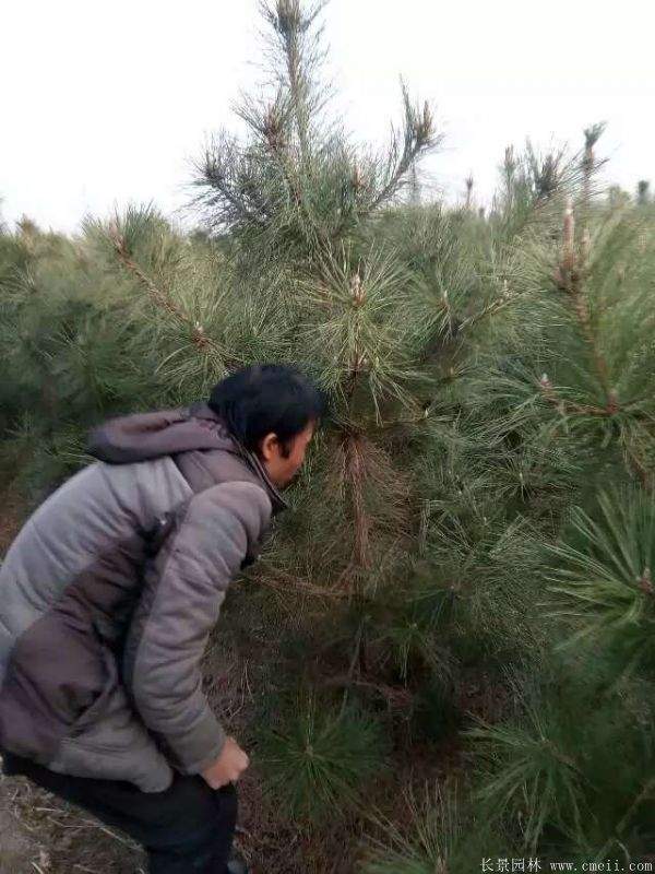 沭陽(yáng)黑松 沭陽(yáng)黑松