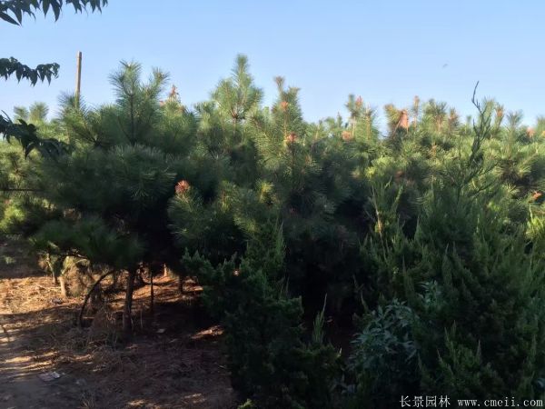 沭陽黑松 沭陽黑松