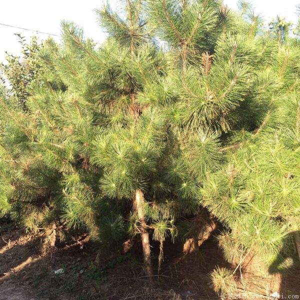 2016沭陽黑松樹的規(guī)格 2016沭陽黑松樹的規(guī)格