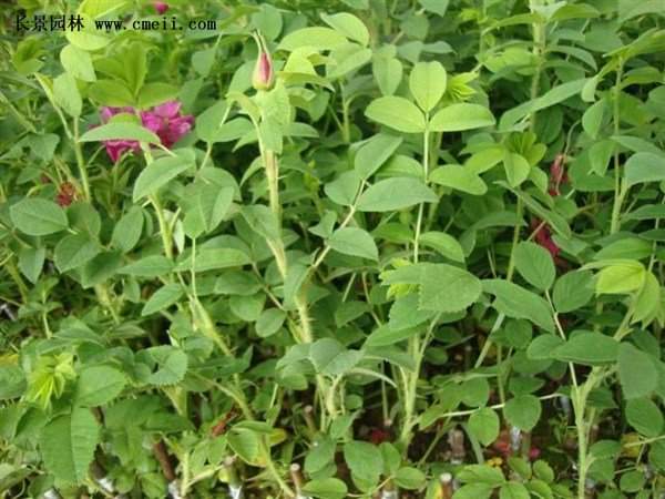 物美價(jià)廉的食用玫瑰在哪買(mǎi)？