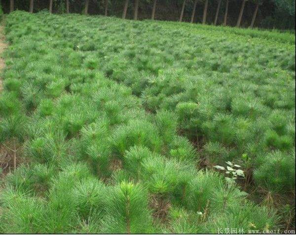 沭陽黑松苗 沭陽黑松苗