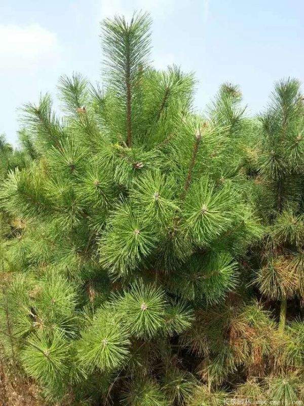 沭陽黑松的優(yōu)勢 沭陽黑松的優(yōu)勢