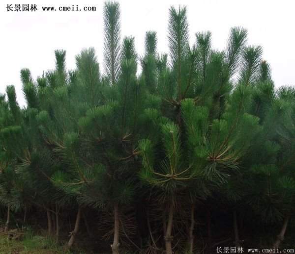 沭陽(yáng)黑松苗、黑松樹 沭陽(yáng)黑松苗、黑松樹