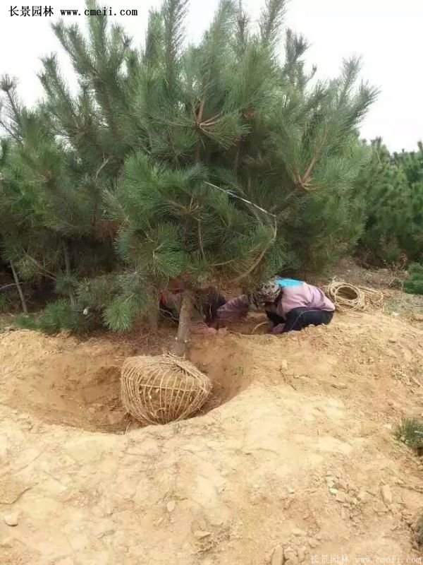 沭陽(yáng)黑松苗、黑松樹 沭陽(yáng)黑松苗、黑松樹