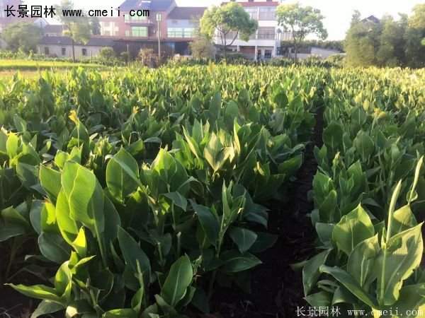 低價格，高質(zhì)量的美人蕉