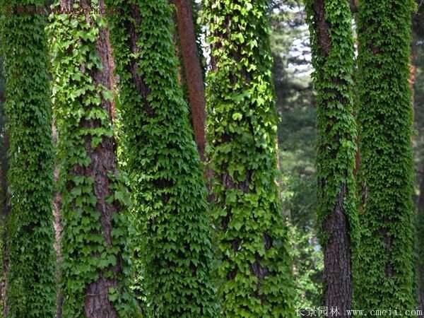 爬山虎一株多少錢？