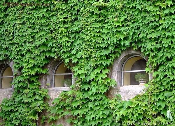 爬山虎一株多少錢？