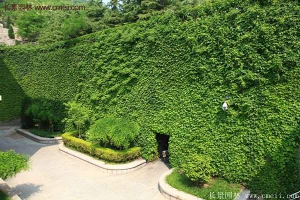 爬山虎在墻體綠化中有什么優(yōu)勢