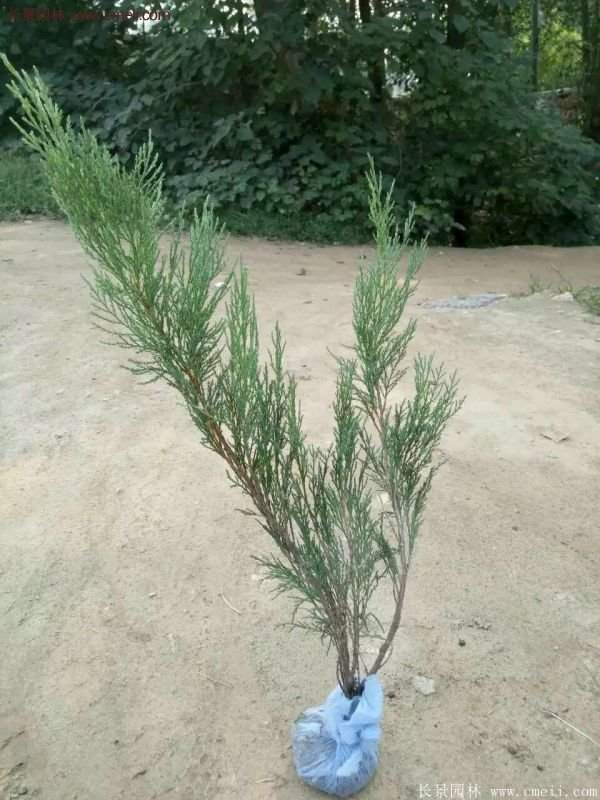 沙地柏的行情 沙地柏的行情