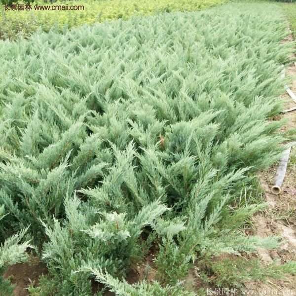 沙地柏的行情 沙地柏的行情