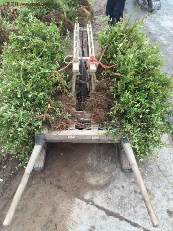 沭陽(yáng)火棘苗、火棘球