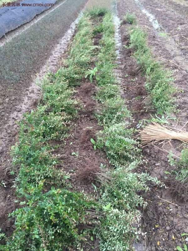 沭陽(yáng)火棘苗、火棘球