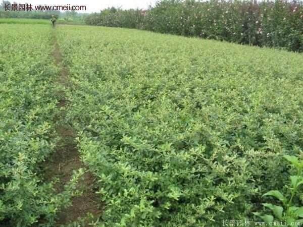 沭陽(yáng)火棘苗、火棘球