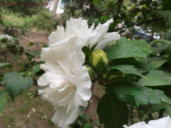 白花重瓣木槿圖片